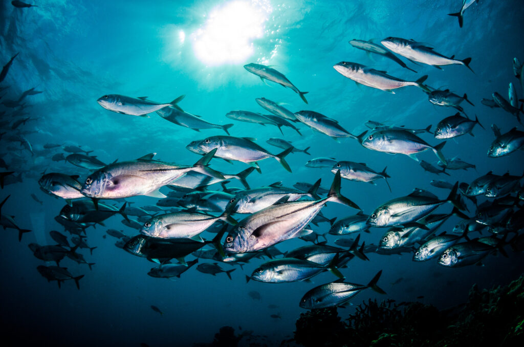 World Tuna Day and the risks of its innumerable nutritional qualities