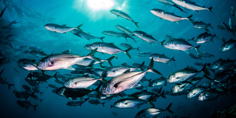 World Tuna Day and the risks of its innumerable nutritional qualities