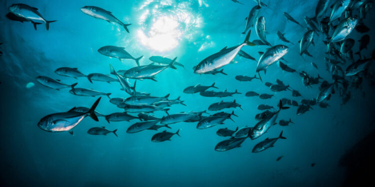 How many types of tuna are there, and how do they differ?